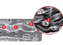 Твердые микрочастицы в составе резиновой смеси, так называемые bite-частицы (1), выполняют функцию микрошипов. Микропоры и микроканалы (2) поглощают и отводят водяную пленку из пятна контакта шины с дорогой.