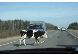 На трассе Брянск – Калуга на дорогу вышло стадо коров, но погонщиков и близко не было. 