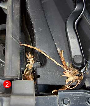 Виновниками скопления грязи в нише (1) на выходе трубки дренажа под автомобиль могут быть мокрые листья, которые поток воды проталкивает через сетку пластиковой перегородки (2).
