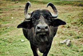 В селе Стеблевка Хустского района Закарпатской области местные жители выращивают редких животных, среди которых – карпатские буйволы.