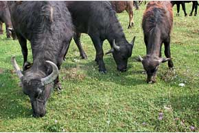 В селе Стеблевка Хустского района Закарпатской области местные жители выращивают редких животных, среди которых – карпатские буйволы.