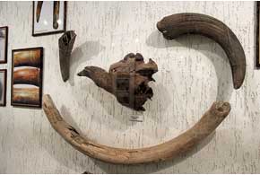 Бивни мамонта привлекают внимание посетителей наряду с тысячелетней ритуальной посудой  оригинальной формы.