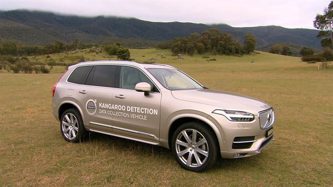 Компания Volvo Cars скоро представит систему обнаружения на дороге кенгуру