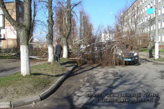 Срезанное дерево придавило патрульный автомобиль в Нововолынске